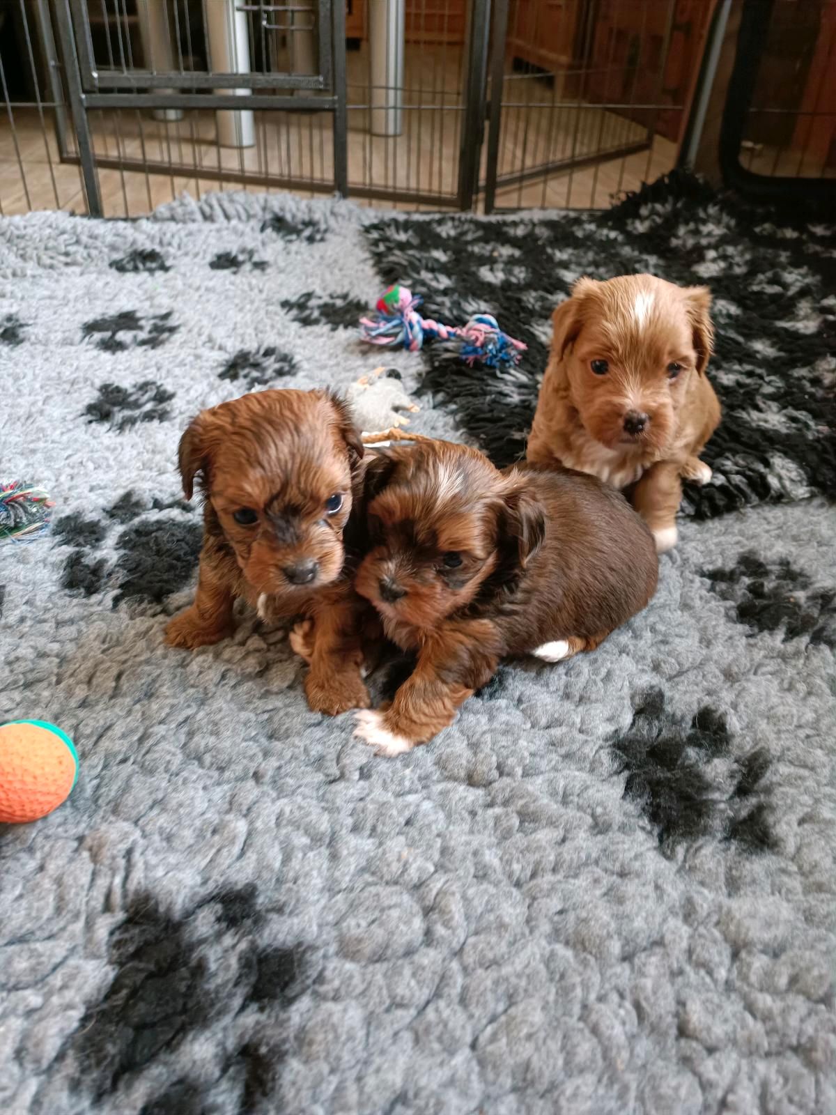 Carlos,Cookie und Charlie