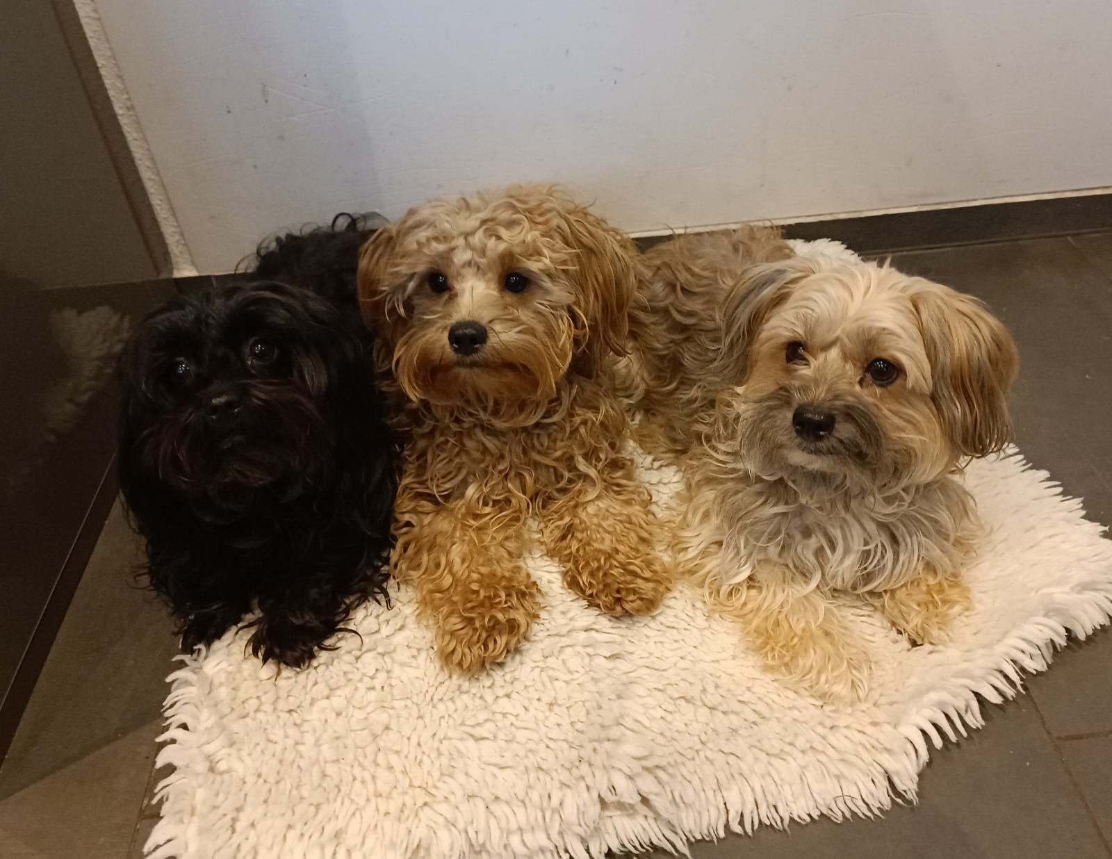 Ronja, Tine, Nelly