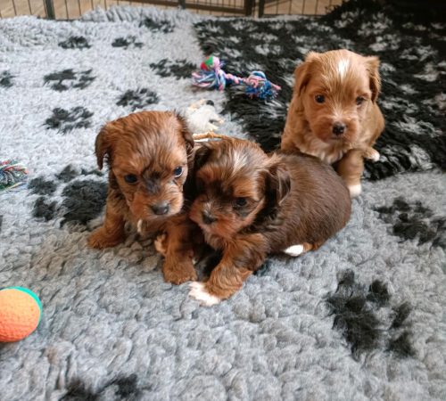 Carlos,Cookie und Charlie