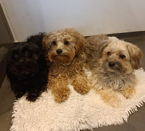 Ronja, Tine, Nelly
